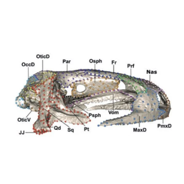 Digital rendering of a salamander cranium from lateral view with spheres placed all over to indicate semilandmarks and bone labels