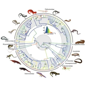 Eine Salamander-Phylogenie