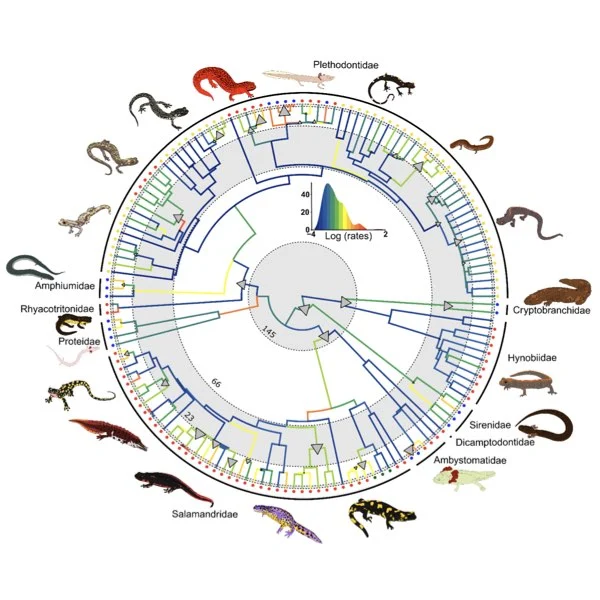 Une phylogénie de la salamandre