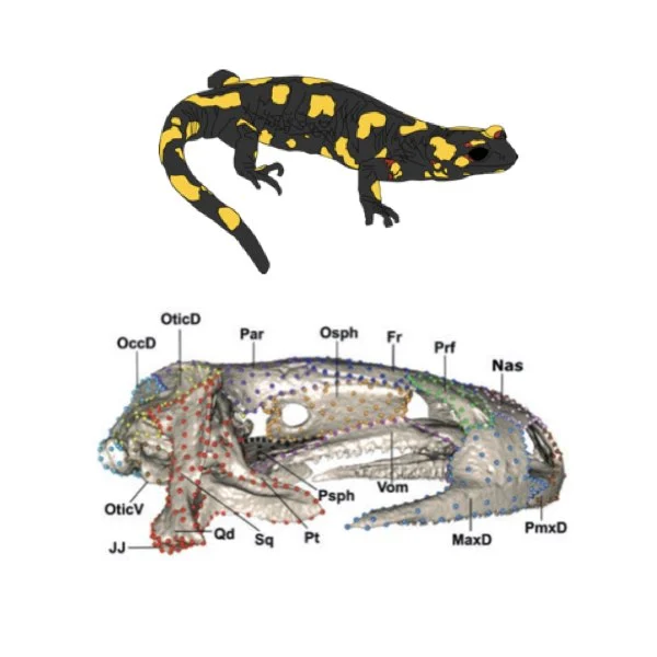 An illustrated tiger salamander above a digital rendering of a tiger salamander cranium, marked with semilandmarks and bone labels