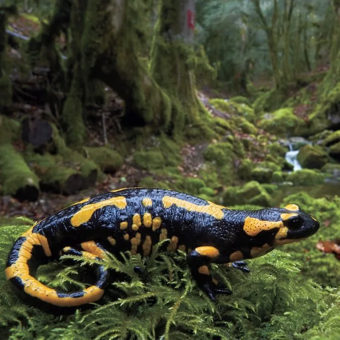 Fire salamander sitting on the floor of a forest