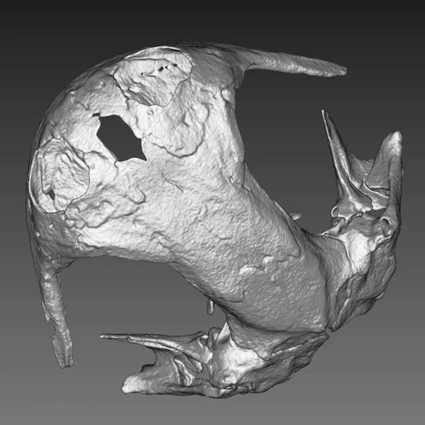 Digital rendering of a salamander cranium mesh file