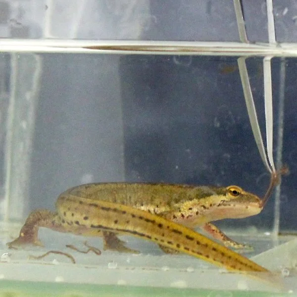 Une main avec une pince à épiler tenant de la nourriture devant une salamandre vivante sous l'eau