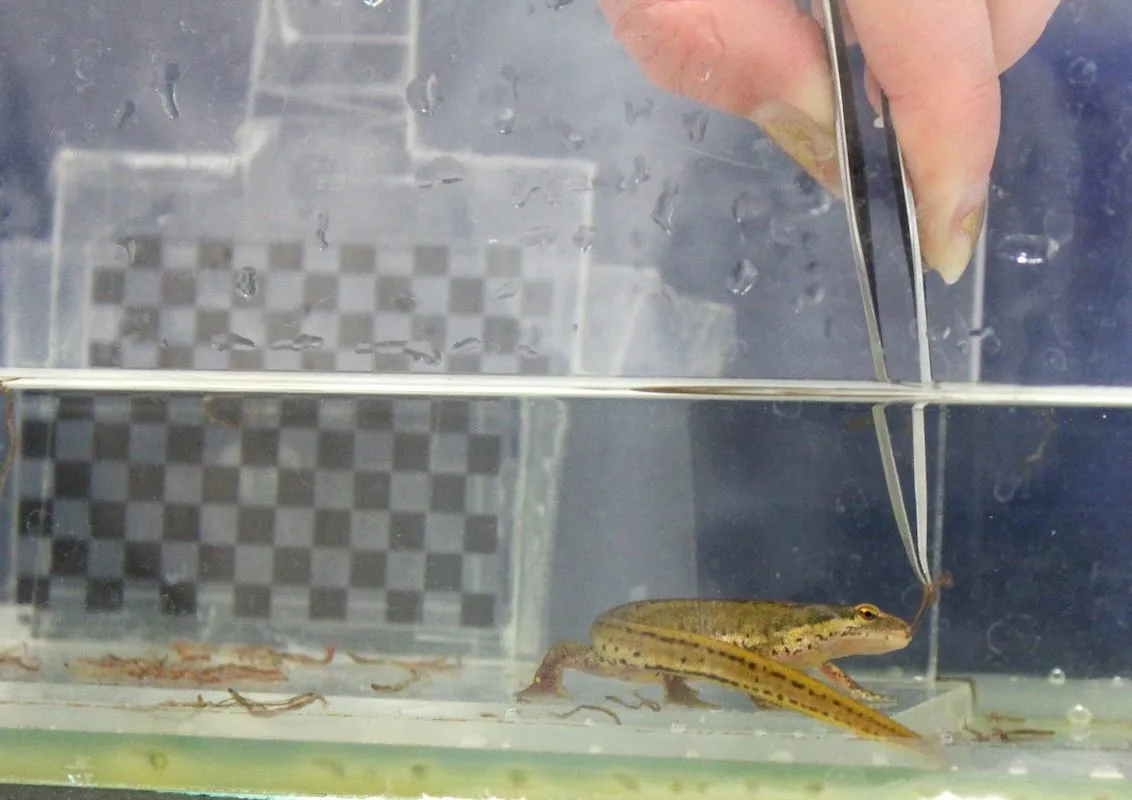 A hand with a pair of tweezers holding food in front of a live salamander under water