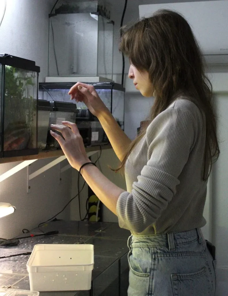 A student reaching to open the top of a tank of live salamanders