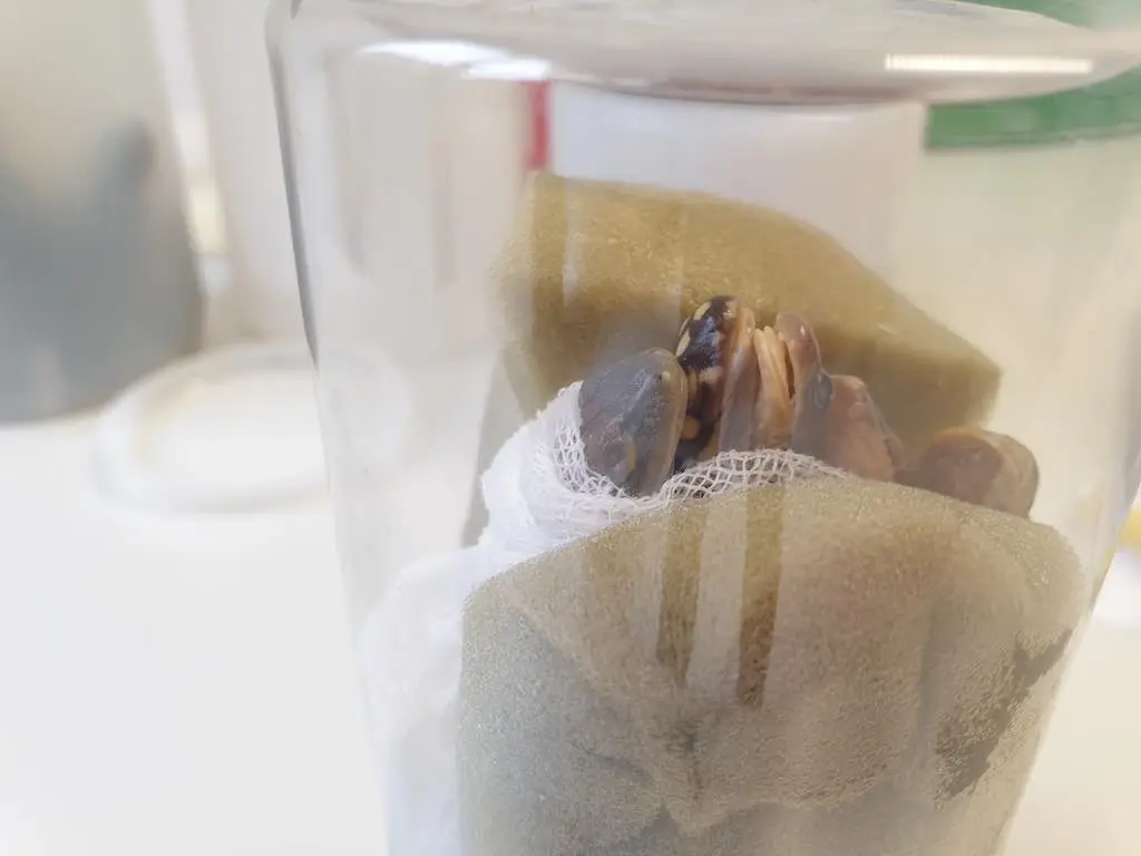 Mehrere konservierte Salamander-Exemplare, verpackt in einem durchsichtigen Plastikröhrchen mit Schaumstoff und Seihtuch