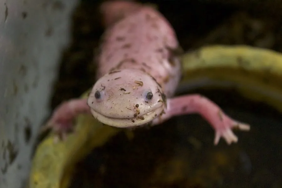 A pinkish salamander sitting on the edge of a water dish in a tank looking at the camera with its mouth closed