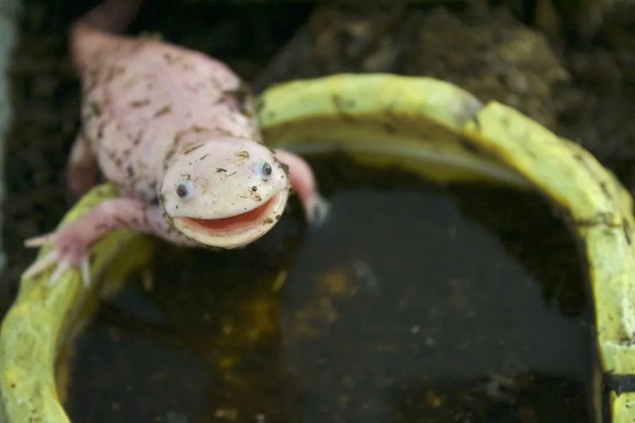 Une salamandre rosâtre assise sur le bord d'une coupelle d'eau dans un aquarium et regardant l'appareil photo avec la bouche partiellement ouverte.