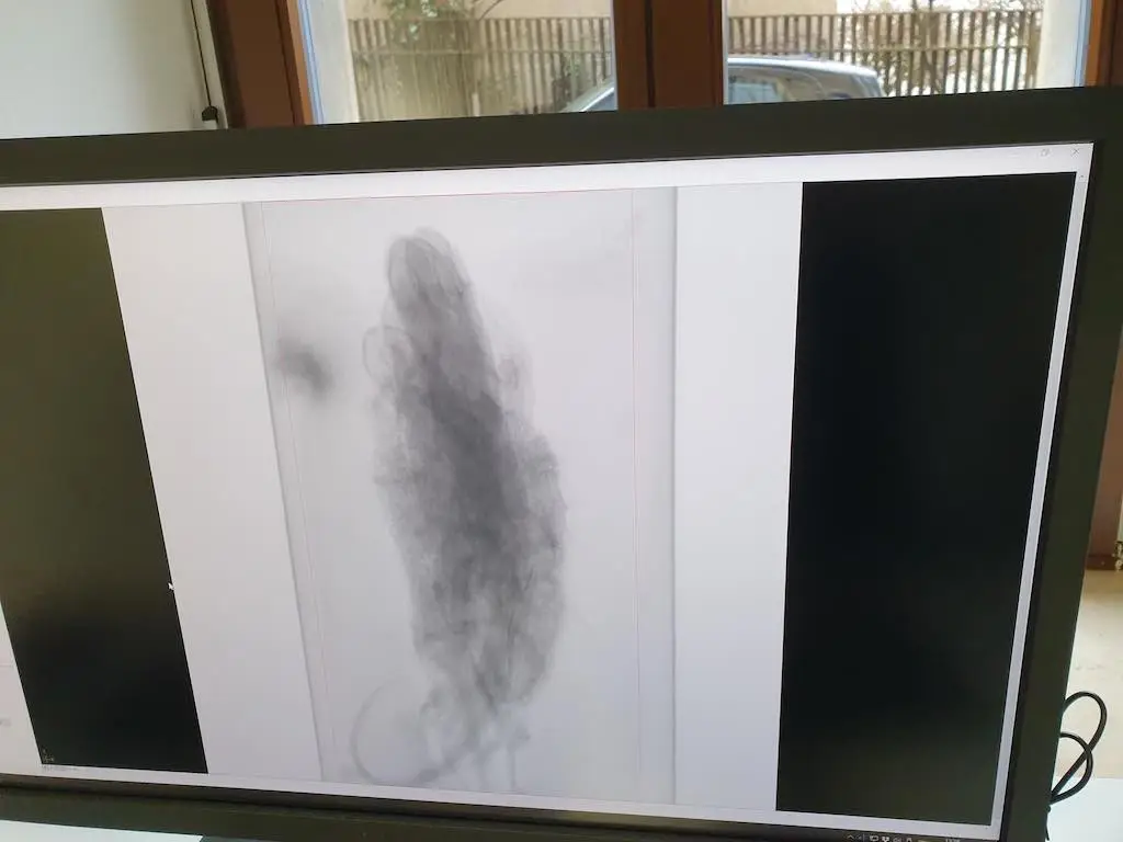 Ein Computerbildschirm zeigt eine Röntgenvorschau der Salamanderpräparate im CT-Scanner