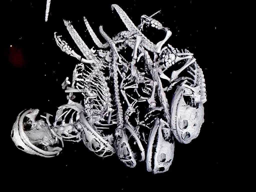 Digital rendering of multiple salamander skeletons reconstructed from a micro CT scan