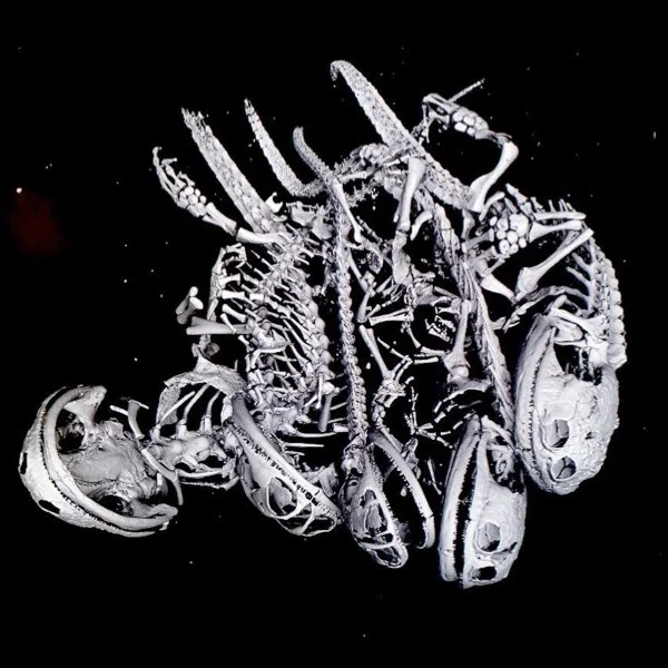Digitales Rendering mehrerer Salamander-Skelette, rekonstruiert aus einem Mikro-CT-Scan