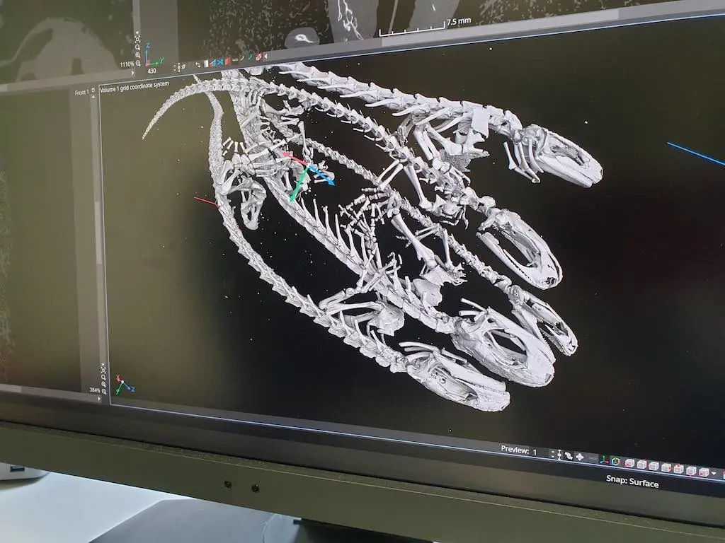Écran d'ordinateur montrant plusieurs squelettes de salamandre reconstitués à partir d'un micro scanner.