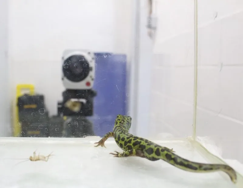 Une salamandre assise au fond d'un réservoir acrylique sec, regardant vers l'avant, avec une caméra vidéo floue à l'arrière-plan.