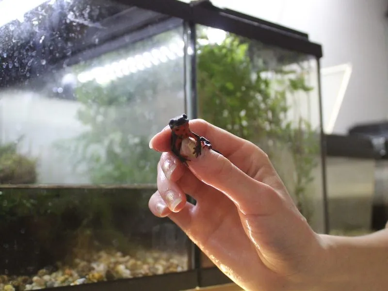 Une main tenant une salamandre devant un aquarium, la salamandre regardant l'appareil photo.