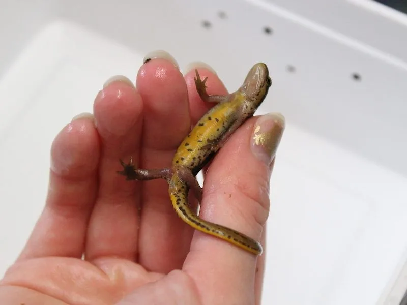 An open hand holding a live salamander with the belly of the salamander visible
