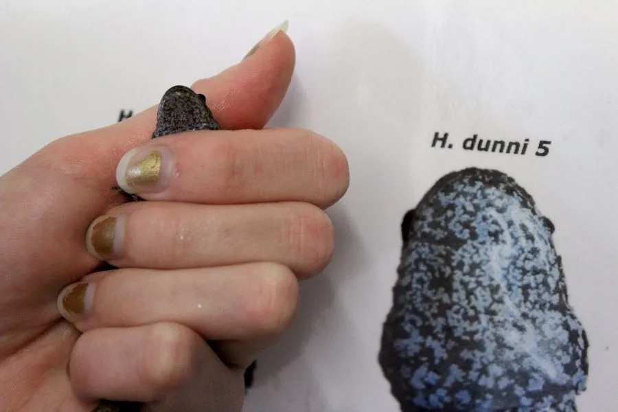 Une main fermée tenant une salamandre vivante à côté d'une photographie de la même salamandre avec la pigmentation sous la bouche visible.