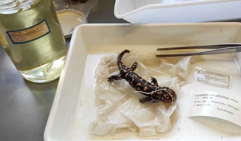 A preserved salamander specimen in a tray