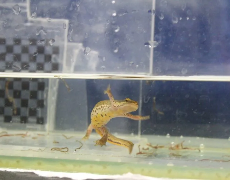 Salamander, der in einem Becken mit klarem Wasser schwimmt, mit einem teilweise verdeckten Schachbrettmuster im Hintergrund
