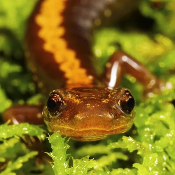 Frontal photograph of a shenandoah salamander sitting on the forest floor looking directly into the camera