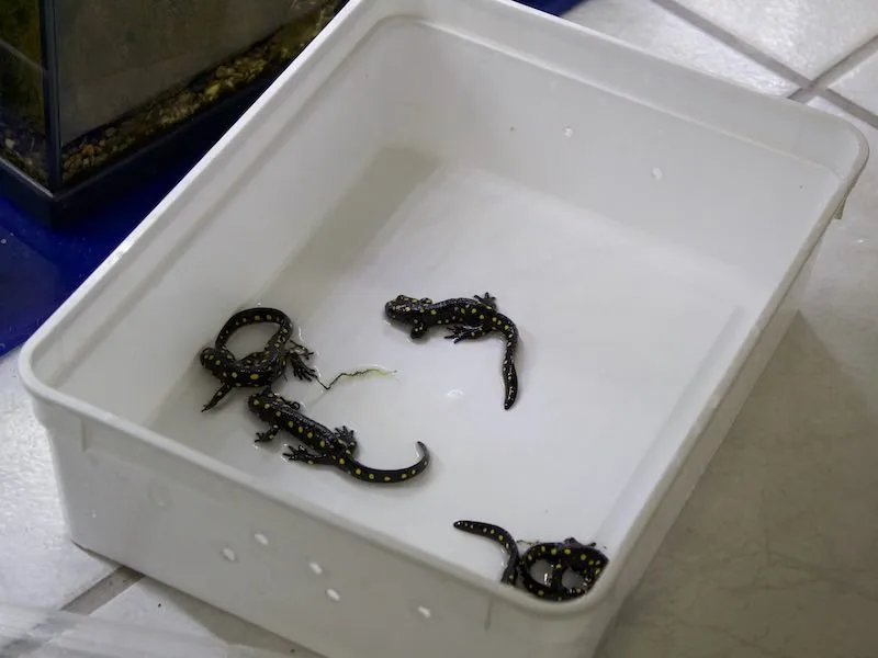 Vier lebende Salamander in einem weißen Tablett