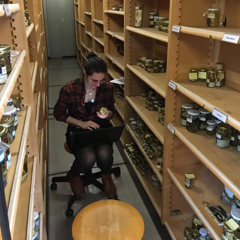 A student sitting in a chair working on a laptop between shelves filled with jars of natural history specimens