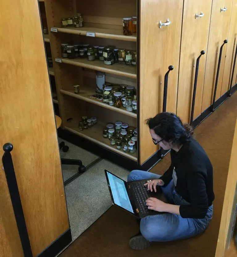 Un étudiant assis par terre travaillant sur un ordinateur portable à côté d'étagères remplies de bocaux de spécimens d'histoire naturelle.