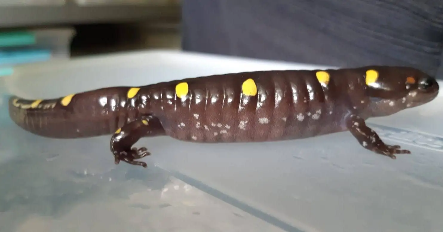 A side view of a salamander sitting on a piece of plexiglass