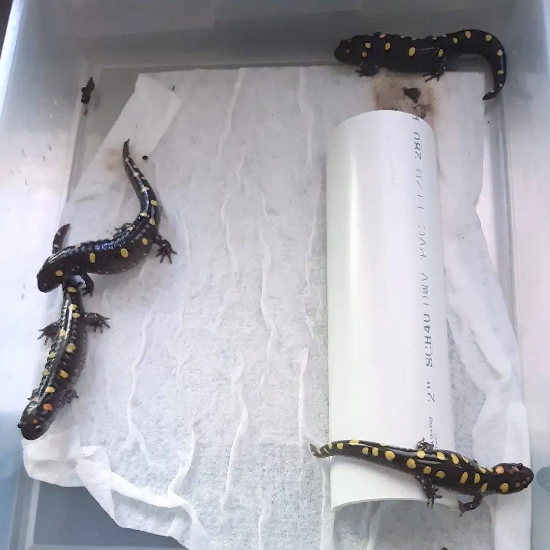 Quatre salamandres assises dans un bac en plastique avec un chiffon humide et un tunnel en tuyau PVC au fond.