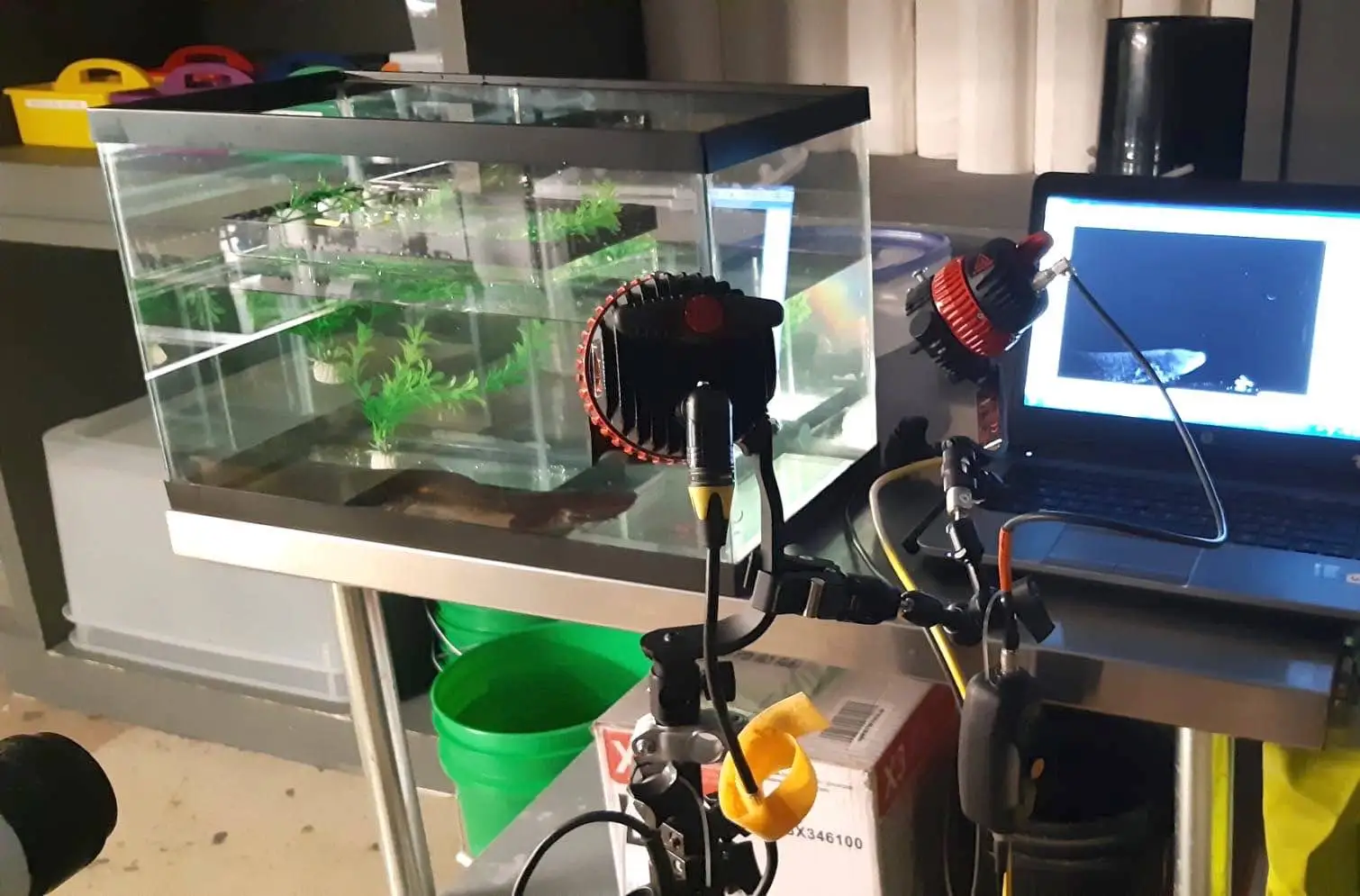 Une installation de tournage comprenant un réservoir rempli d'eau avec une salamandre à côté d'un ordinateur avec une caméra et des lumières.