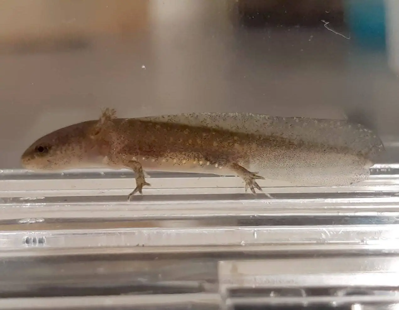 A larval salamander underwater in a tank