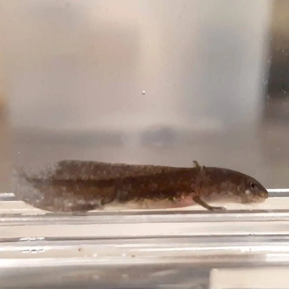 A larval salamander underwater in a tank