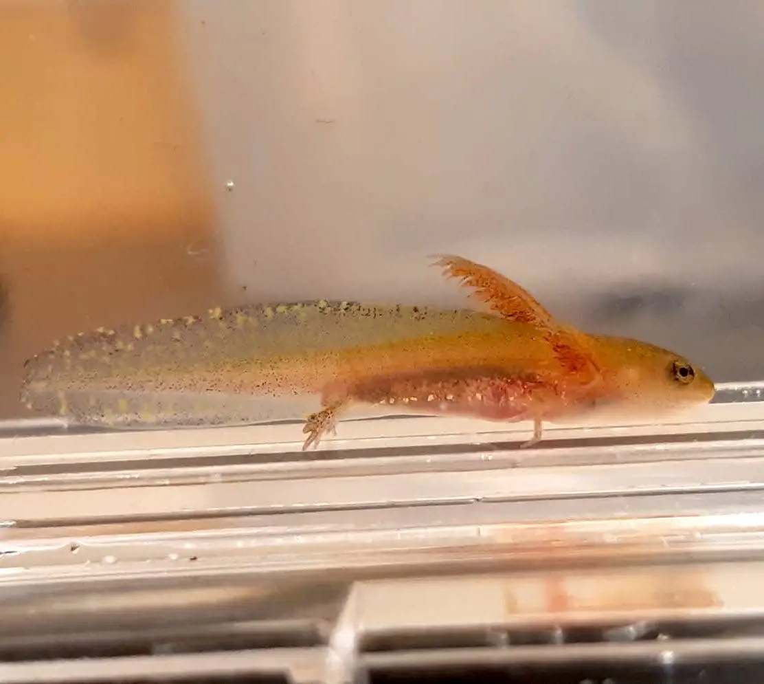 Eine Salamanderlarve unter Wasser in einem Tank
