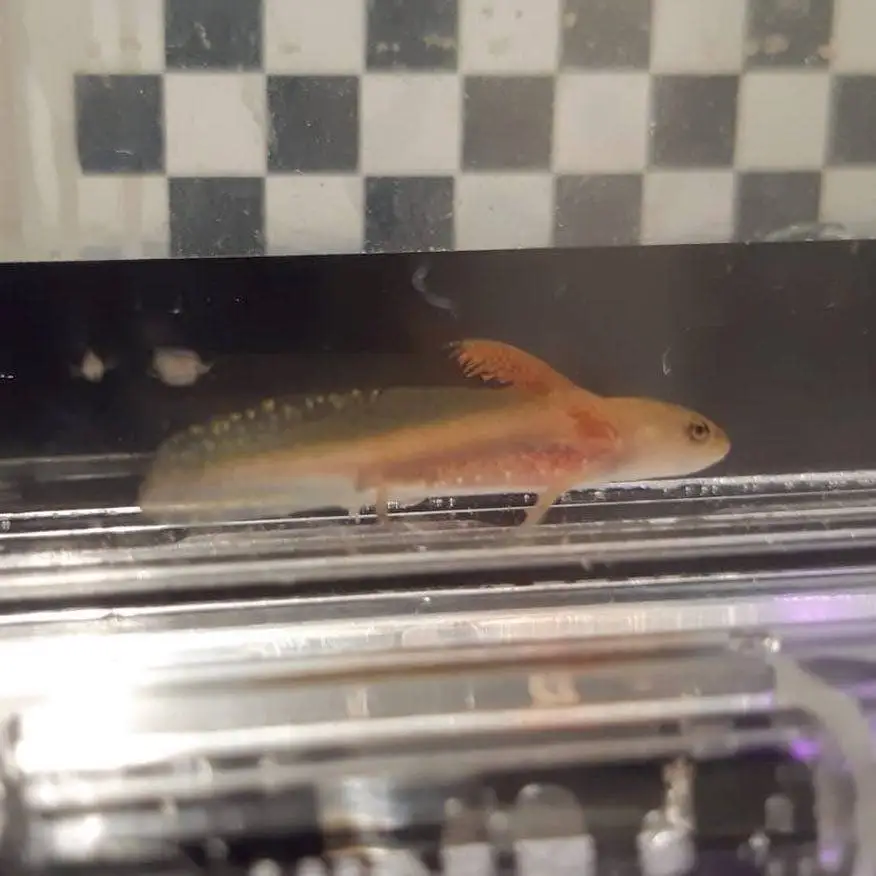 Eine Salamanderlarve unter Wasser in einem Becken mit einem Schachbrettmuster im Hintergrund