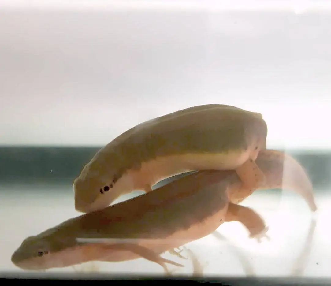 Two salamanders on top of one another underwater in a tank