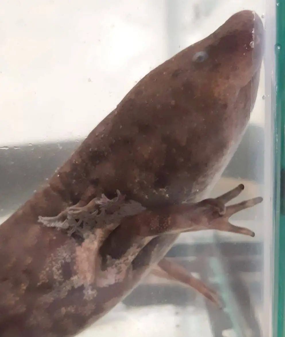 A salamander climbing up the corner in a tank underwater