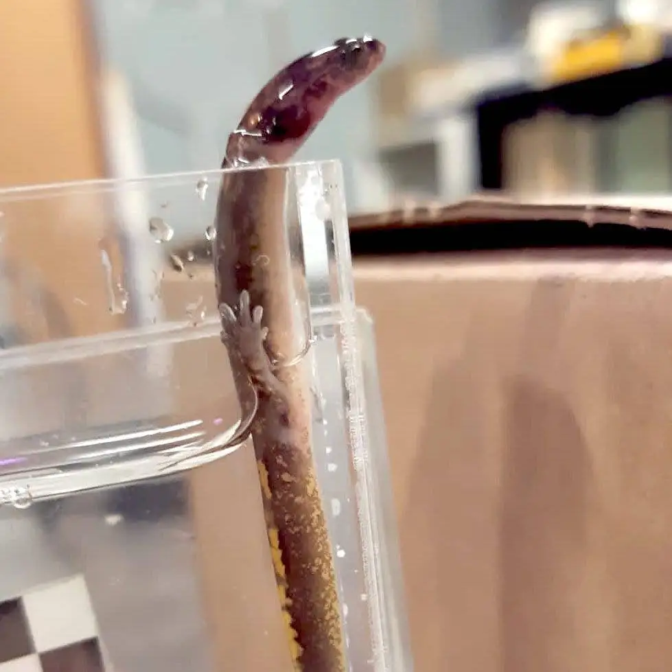 Ein Salamander, der aus einem mit Wasser gefüllten Behälter krabbelt und sich mit den Vorderbeinen am Rand des Behälters festhält
