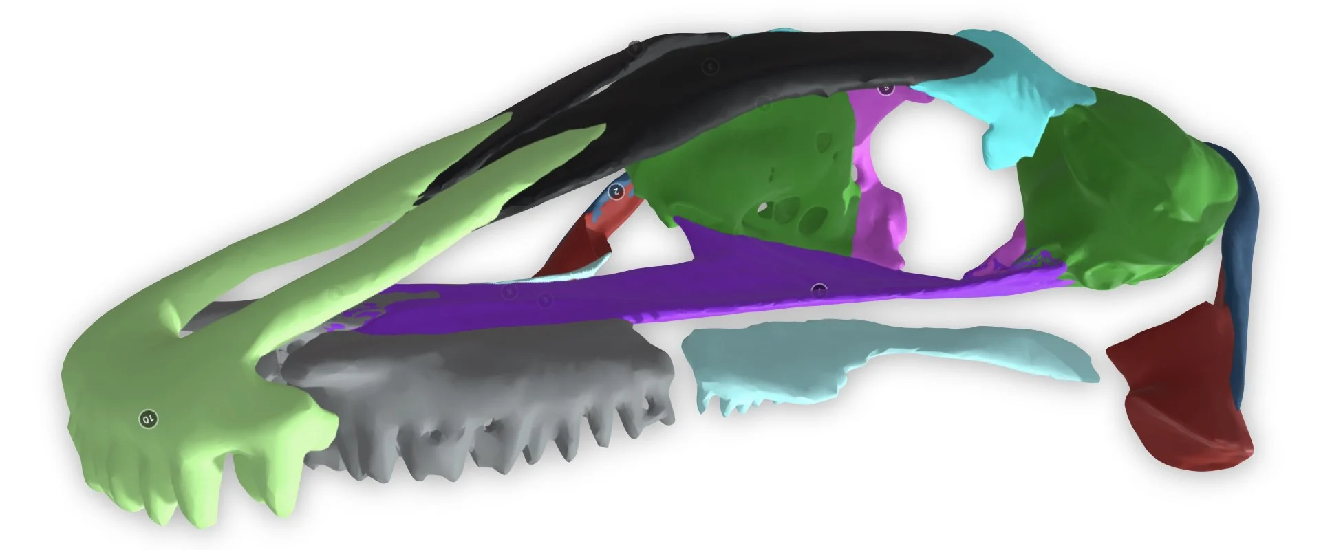 Digitale Darstellung des Schädelskeletts einer Larve des Schaufelsalamanders