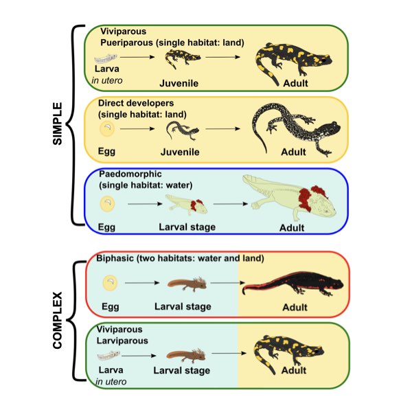 Illustrierte Abbildung der drei Typen der einfachen Metamorphose und der zwei Typen der komplexen Metamorphose bei Salamandern