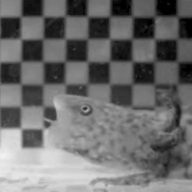 Ein Andersons Salamander mit geöffnetem Maul, der unter Wasser ein kleines Stück Nahrung aufsaugt