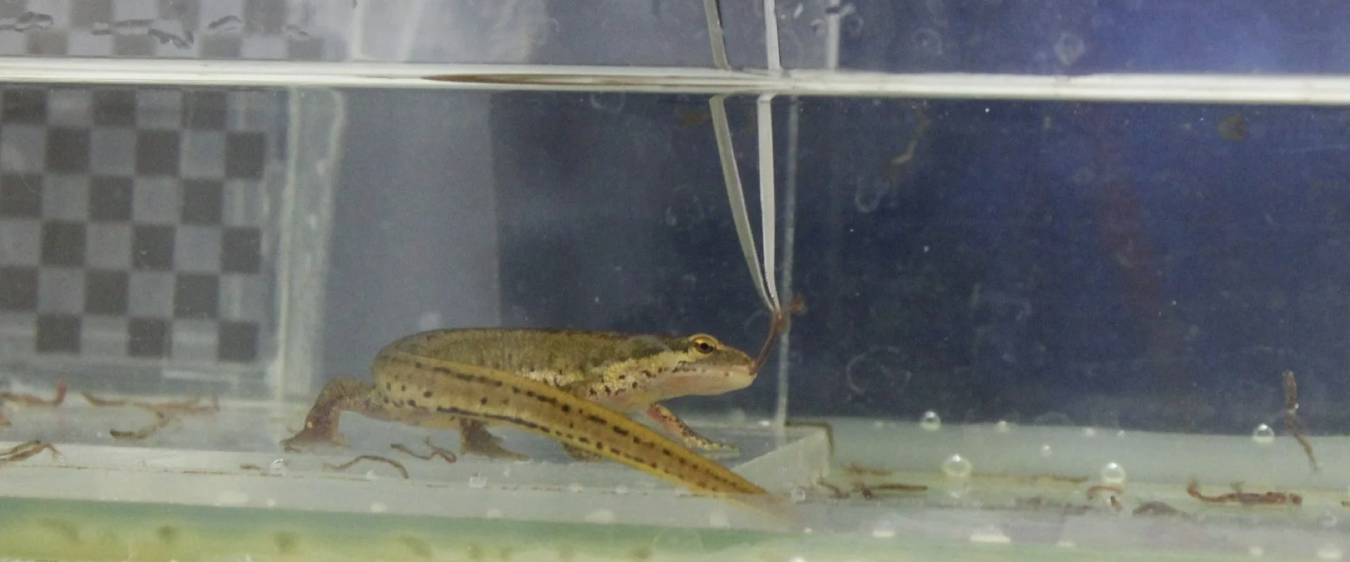 Eine Hand mit einer Pinzette hält Futter vor einem lebenden Salamander unter Wasser