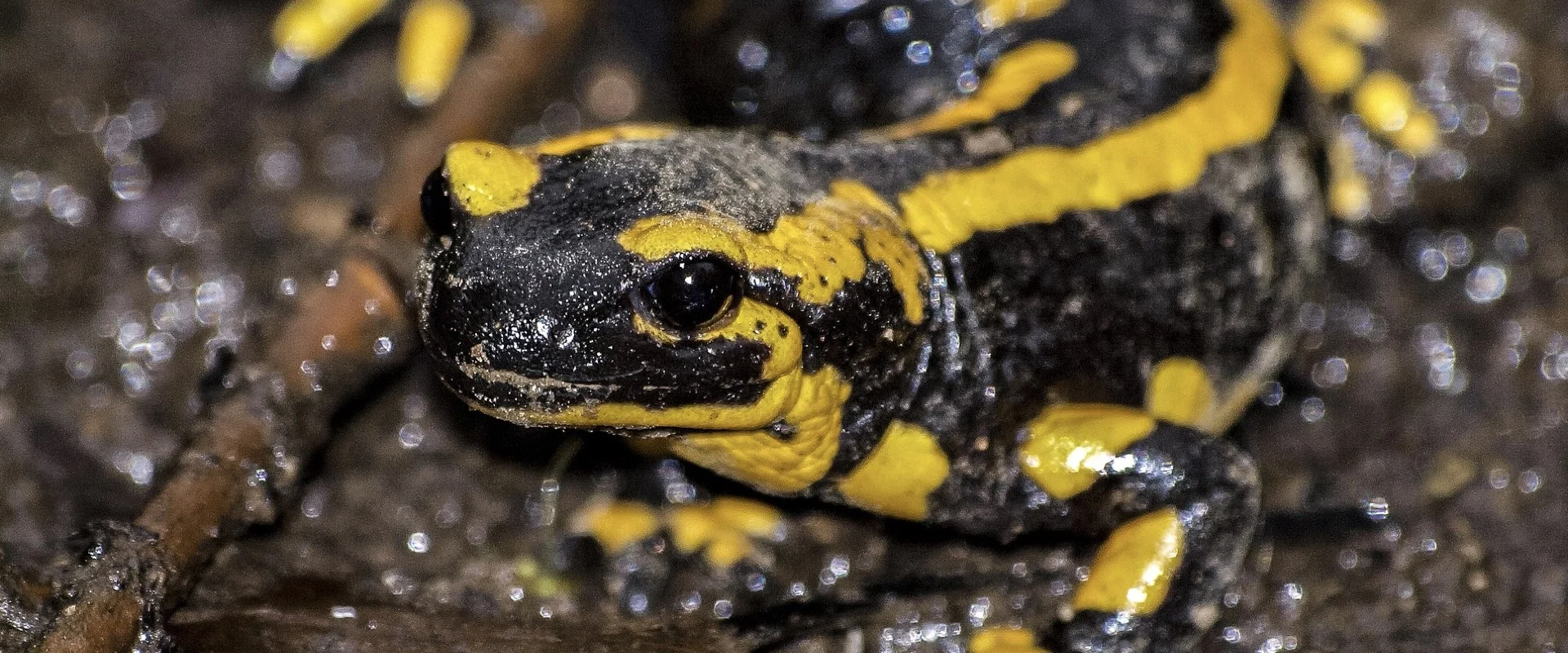 A fire salamander sitting on the ground with some dirt on its skin