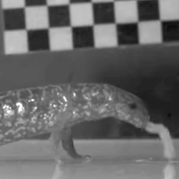 Une salamandre givrée mangeant un ver.