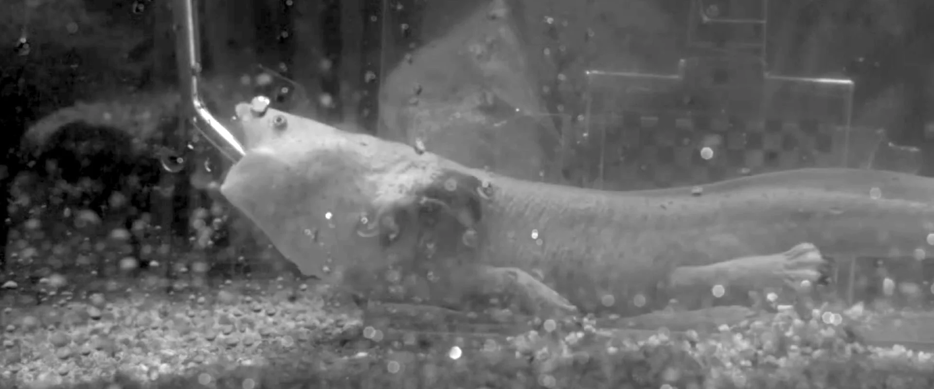 Image fixe d'une vidéo d'une salamandre adulte du lac Patzcuaro mangeant un ver.