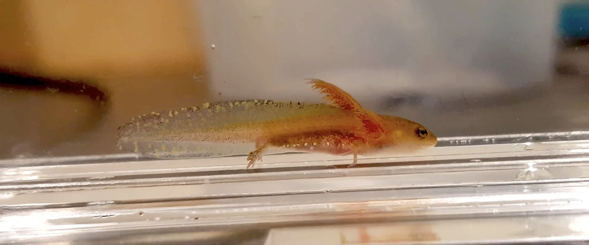 A yellow larval salamander with long red frilly external gills underwater in a clear water tank