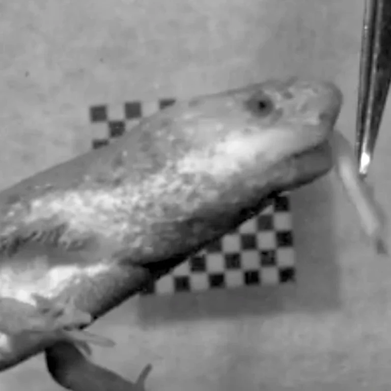 Eine ausgewachsene Zwergsirene, die unter Wasser mit einer Pinzette Nahrung aufnimmt
