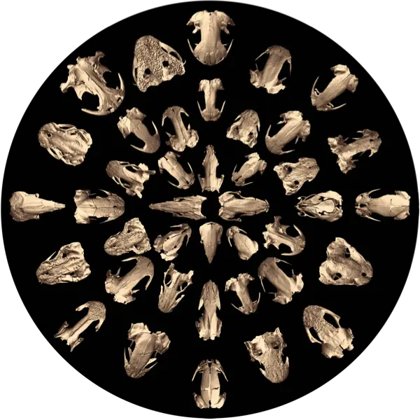 Plusieurs crânes de salamandre disposés en cercle