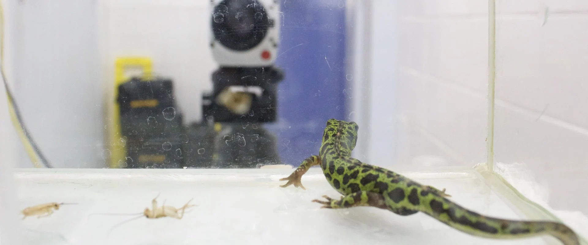Ein Salamander, der auf dem Boden eines trockenen Acryltanks sitzt und nach vorne schaut, während im Hintergrund eine unscharfe Videokamera zu sehen ist