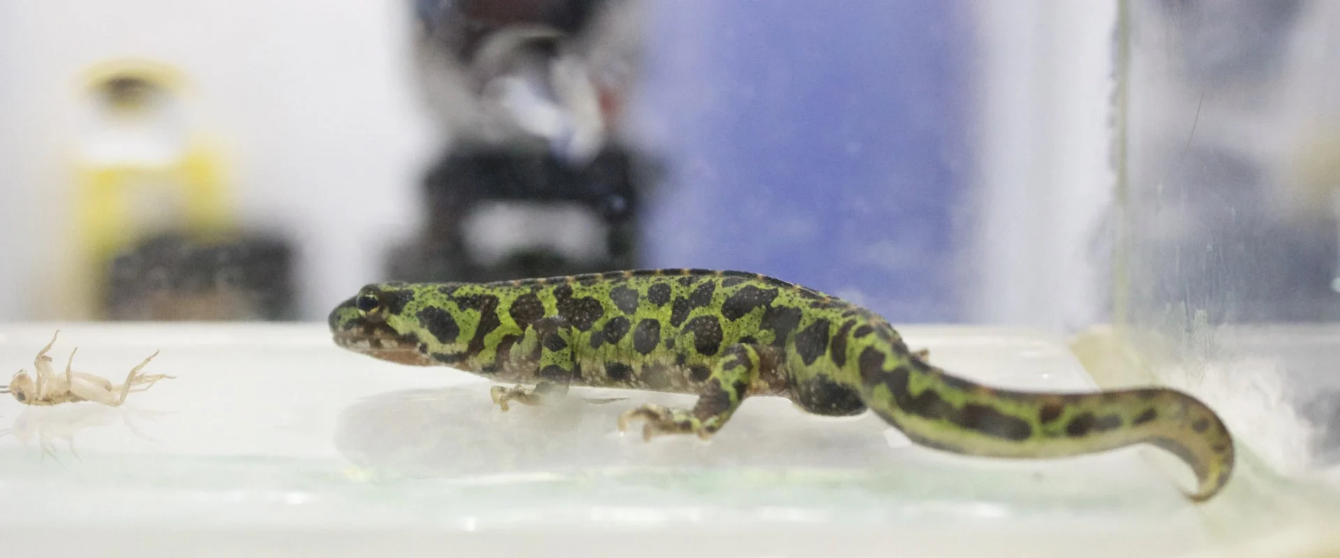 Une salamandre assise au fond d'un réservoir acrylique sec, regardant vers la gauche et avec une caméra vidéo floue à l'arrière-plan.