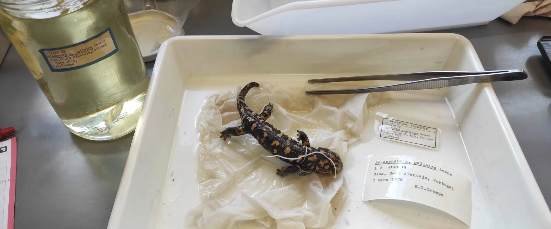 A preserved salamander specimen in a tray