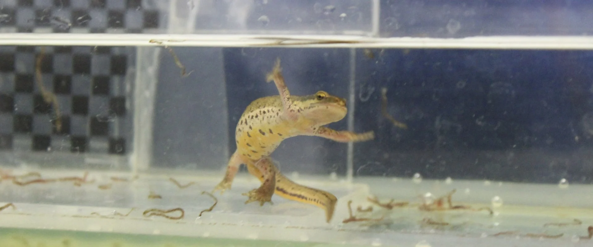 Salamandre nageant dans un réservoir d'eau claire avec un motif en damier partiellement obscurci à l'arrière-plan.